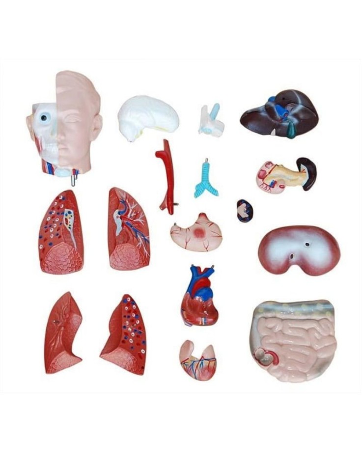 Anatomy Model: Human Torso 42cm, 18 Parts