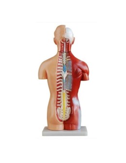 Anatomy Model: Human Torso 42cm, 18 Parts