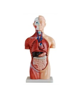 Educational human body model 42cm anatomy torso with 18 removable organs for STEM and biology classes