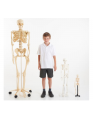 Mini Skeleton 46cm