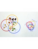 Desktop Sorting Rings Set 25cm  - Pk15