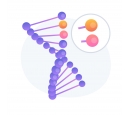 DNA Models